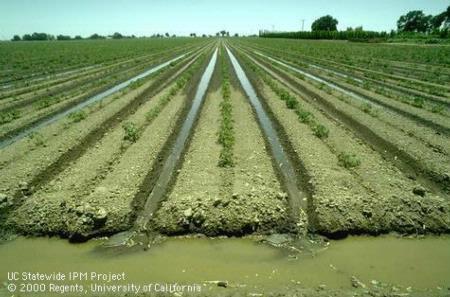 Irrigation of tomato field.